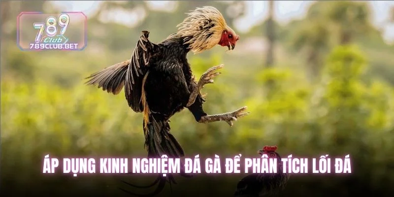 7 Bí Kíp Kinh Nghiệm Đá Gà Đỉnh Cao Nhất Giúp Tăng Vốn 100% Áp dụng kinh nghiệm đá gà để phân tích lối đá