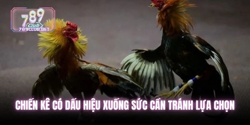 7 Bí Kíp Kinh Nghiệm Đá Gà Đỉnh Cao Nhất Giúp Tăng Vốn 100% Chiến kê có dấu hiệu xuống sức cần tránh lựa chọn