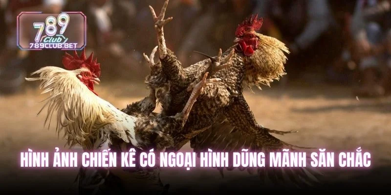 7 Bí Kíp Kinh Nghiệm Đá Gà Đỉnh Cao Nhất Giúp Tăng Vốn 100% Hình ảnh chiến kê có ngoại hình dũng mãnh săn chắc