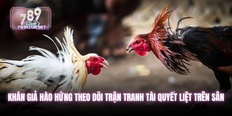 Khán giả hào hứng theo dõi trận tranh tài quyết liệt trên sân