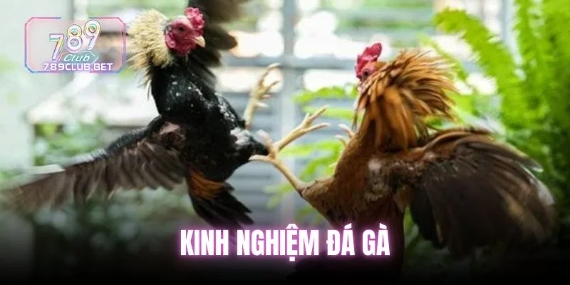 7 Bí Kíp Kinh Nghiệm Đá Gà Đỉnh Cao Nhất Giúp Tăng Vốn 100% kinh-nghiem-da-ga (2)